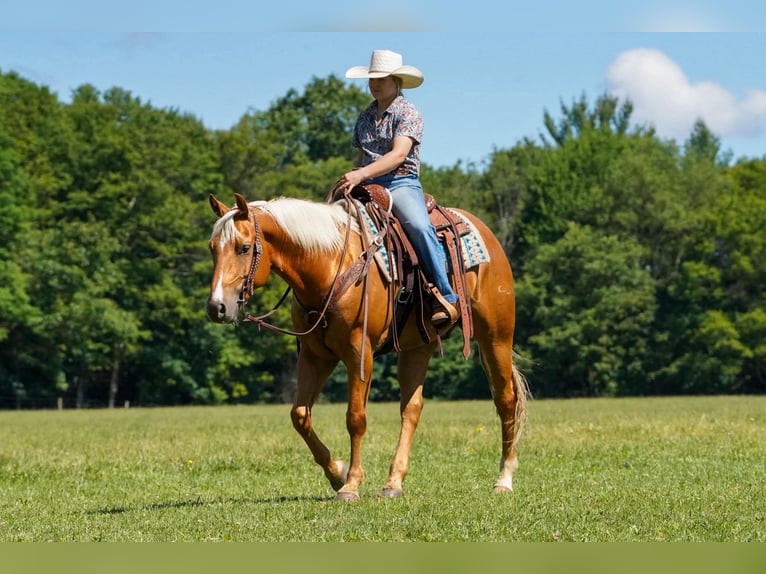 American Quarter Horse Wałach 6 lat 152 cm Izabelowata in Clarion