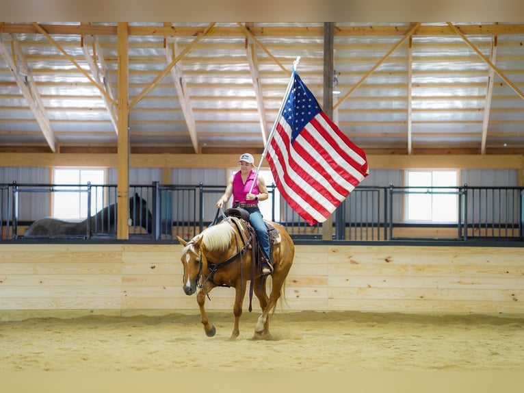 American Quarter Horse Wałach 6 lat 152 cm Izabelowata in Clarion