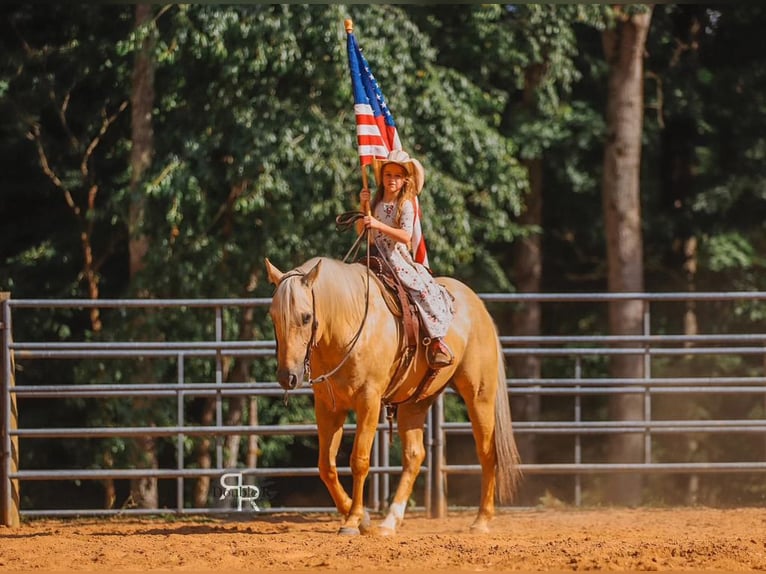 American Quarter Horse Wałach 6 lat 152 cm Izabelowata in Lyles, TN