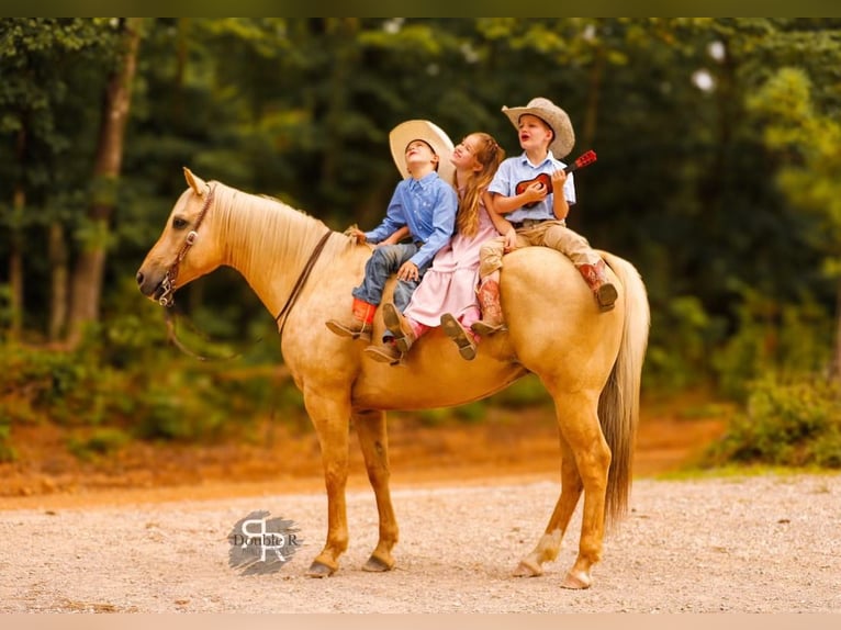 American Quarter Horse Wałach 6 lat 152 cm Izabelowata in Lyles, TN
