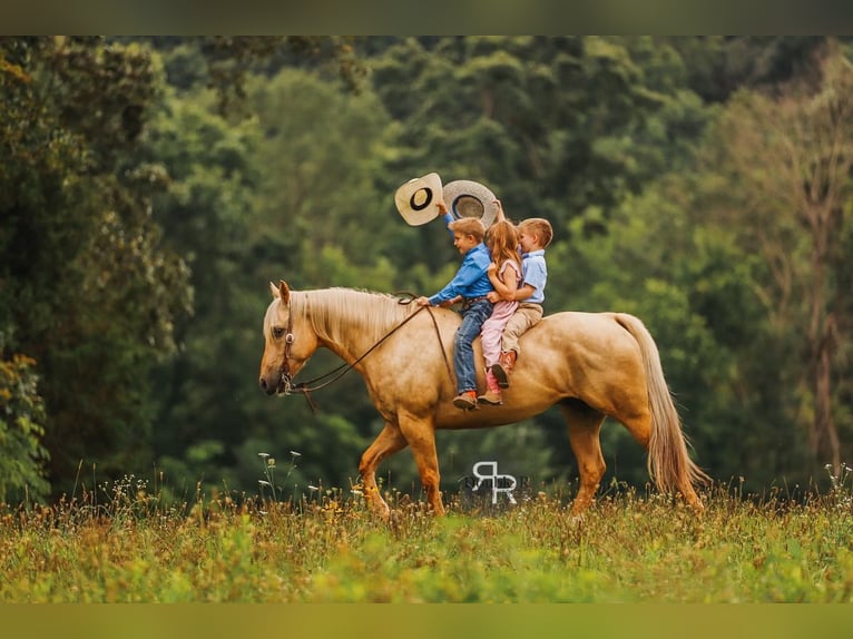 American Quarter Horse Wałach 6 lat 152 cm Izabelowata in Lyles, TN
