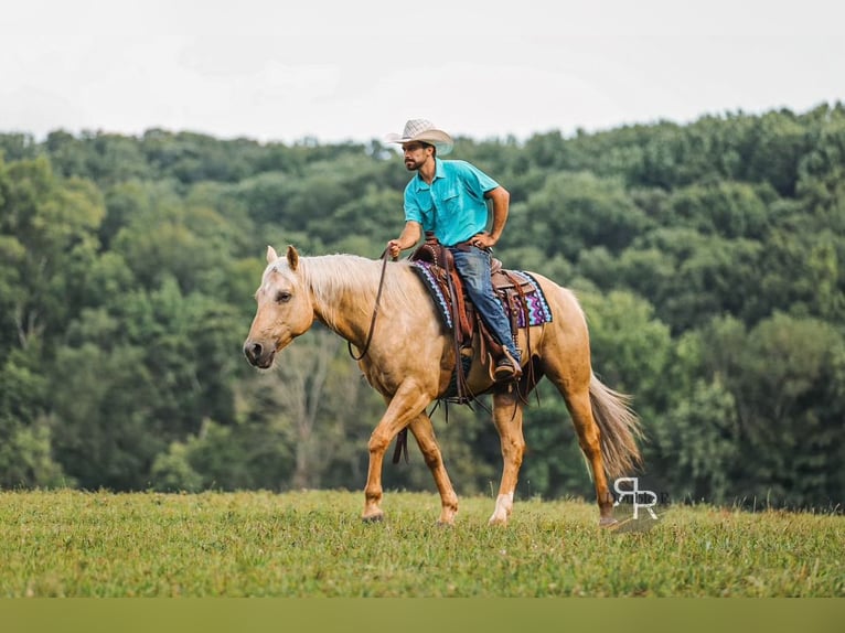 American Quarter Horse Wałach 6 lat 152 cm Izabelowata in Lyles, TN