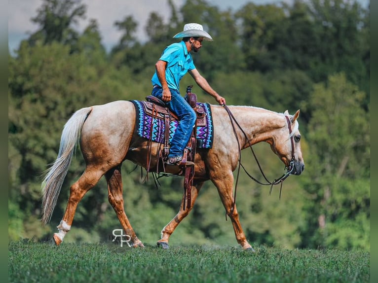 American Quarter Horse Wałach 6 lat 152 cm Izabelowata in Lyles, TN