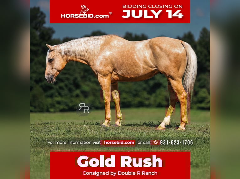 American Quarter Horse Wałach 6 lat 152 cm Izabelowata in Lyles, TN