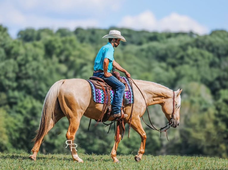 American Quarter Horse Wałach 6 lat 152 cm Izabelowata in Lyles, TN