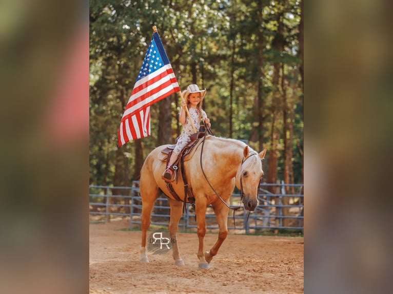 American Quarter Horse Wałach 6 lat 152 cm Izabelowata in Lyles, TN
