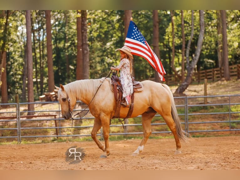 American Quarter Horse Wałach 6 lat 152 cm Izabelowata in Lyles, TN