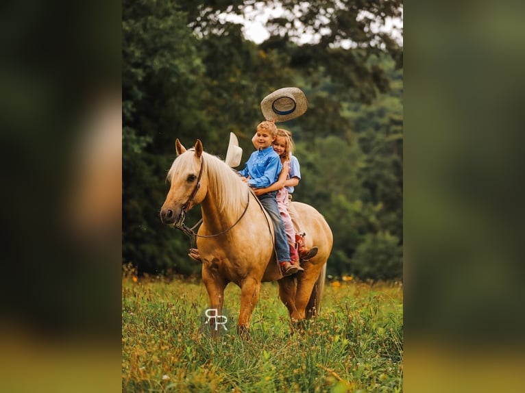 American Quarter Horse Wałach 6 lat 152 cm Izabelowata in Lyles, TN
