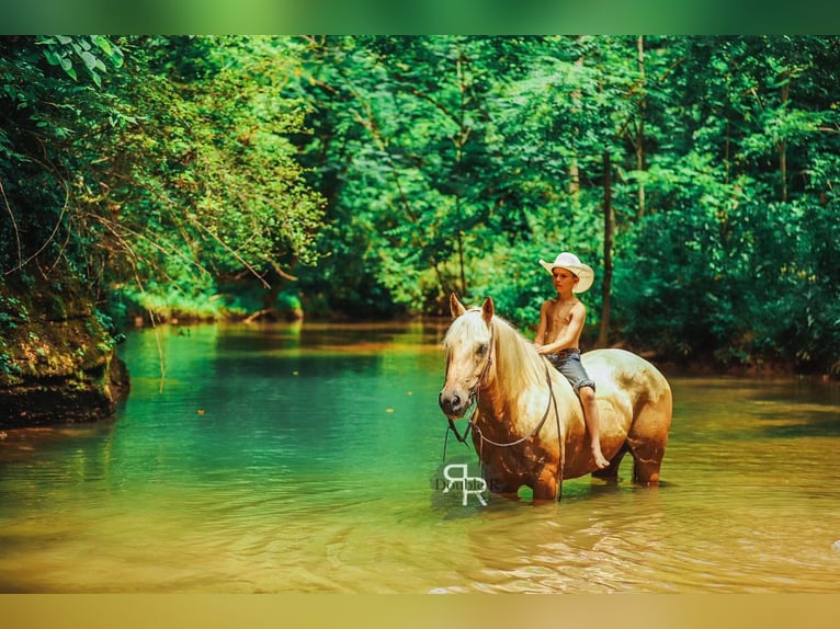 American Quarter Horse Wałach 6 lat 152 cm Izabelowata in Lyles, TN