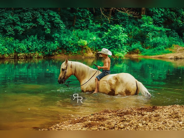 American Quarter Horse Wałach 6 lat 152 cm Izabelowata in Lyles, TN
