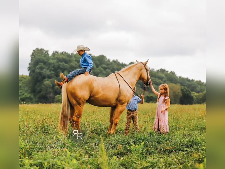 American Quarter Horse Wałach 6 lat 152 cm Izabelowata in Lyles, TN