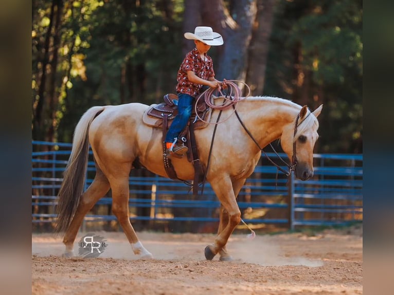 American Quarter Horse Wałach 6 lat 152 cm Izabelowata in Lyles, TN