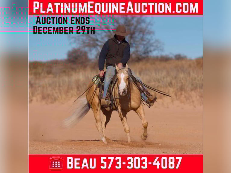 American Quarter Horse Wałach 6 lat 152 cm Izabelowata in Mountain Grove MO