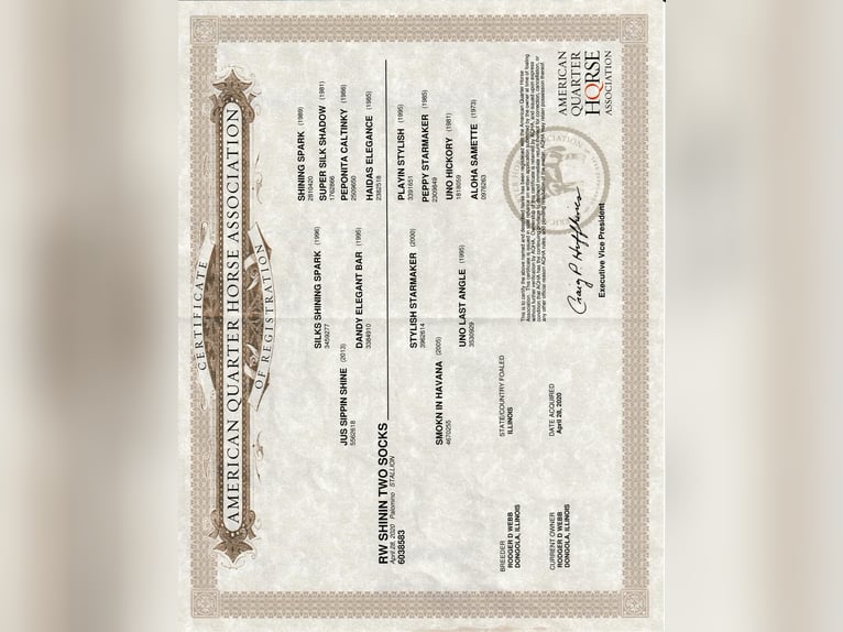 American Quarter Horse Wałach 6 lat 152 cm Izabelowata in Shobonier IL