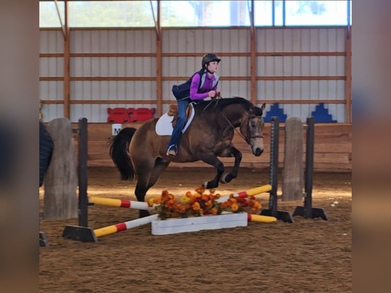 American Quarter Horse Wałach 6 lat 152 cm Jelenia in Robards