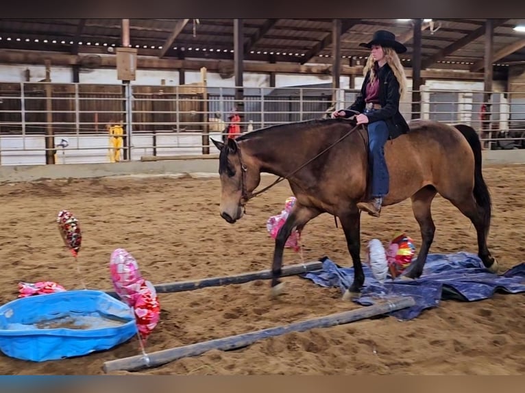 American Quarter Horse Wałach 6 lat 152 cm Jelenia in Robards