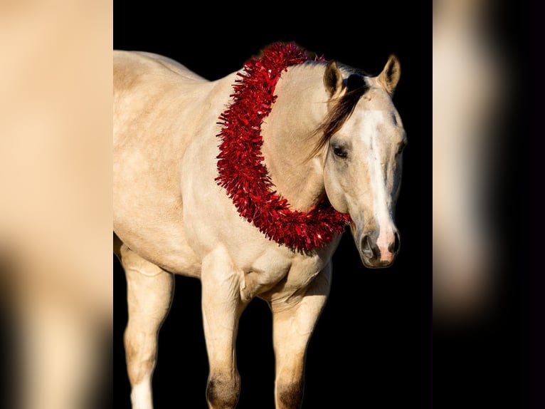 American Quarter Horse Wałach 6 lat 152 cm Jelenia in Decatur