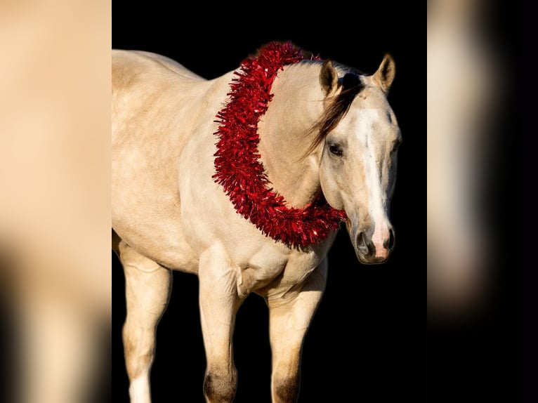 American Quarter Horse Wałach 6 lat 152 cm Jelenia in Decatur
