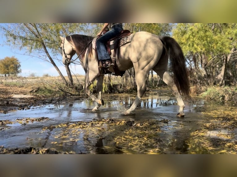 American Quarter Horse Wałach 6 lat 152 cm Jelenia in Ponder