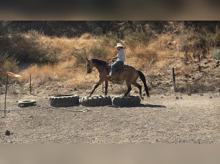 American Quarter Horse Wałach 6 lat 152 cm Jelenia in Tres Pinos