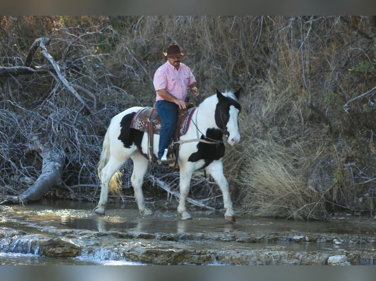 American Quarter Horse Wałach 6 lat 152 cm Kara in Stephenville