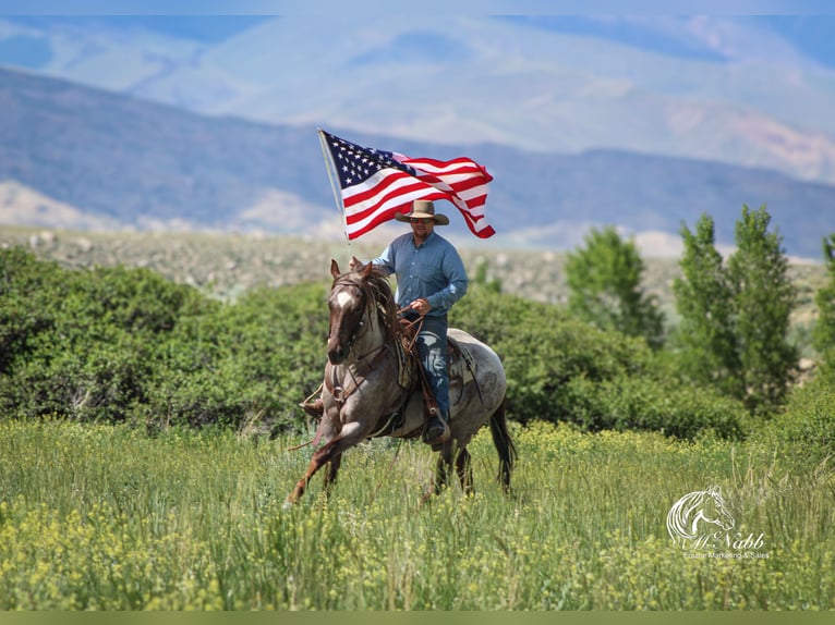 American Quarter Horse Wałach 6 lat 152 cm Kasztanowatodereszowata in Cody
