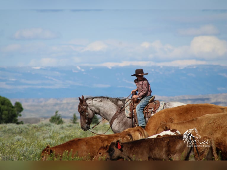 American Quarter Horse Wałach 6 lat 152 cm Kasztanowatodereszowata in Cody