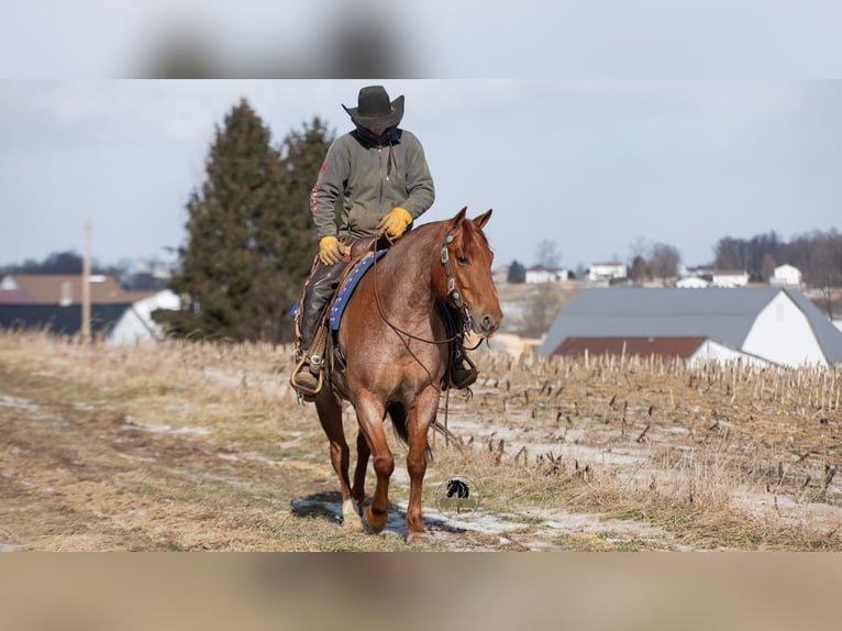 American Quarter Horse Wałach 6 lat 152 cm Kasztanowatodereszowata in Fredericksburg