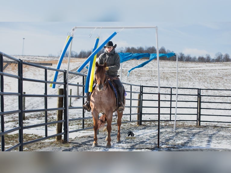 American Quarter Horse Wałach 6 lat 152 cm Kasztanowatodereszowata in Fredericksburg