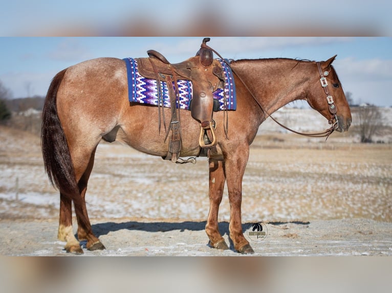American Quarter Horse Wałach 6 lat 152 cm Kasztanowatodereszowata in Fredericksburg