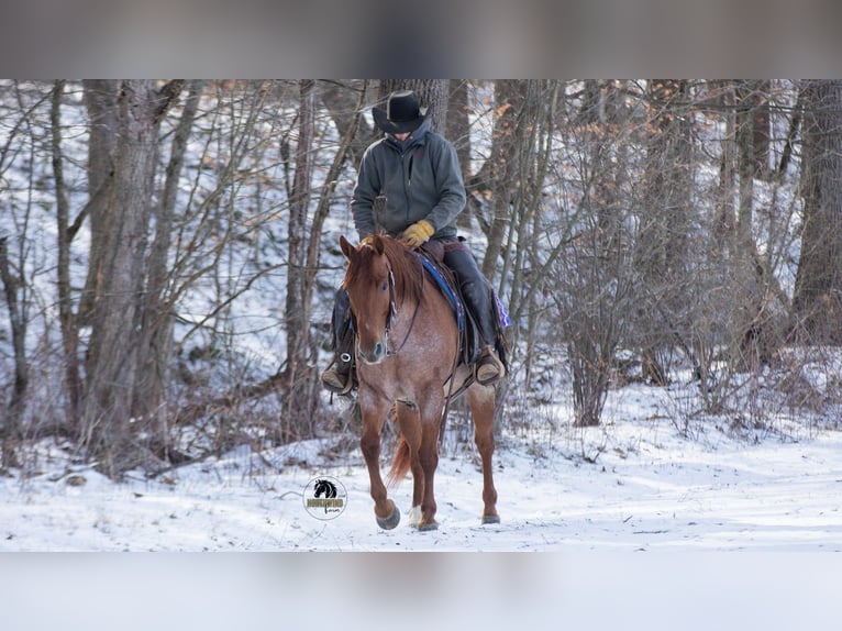 American Quarter Horse Wałach 6 lat 152 cm Kasztanowatodereszowata in Fredericksburg
