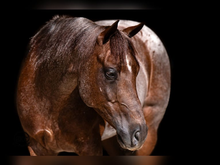 American Quarter Horse Wałach 6 lat 152 cm Kasztanowatodereszowata in Canyon, TX