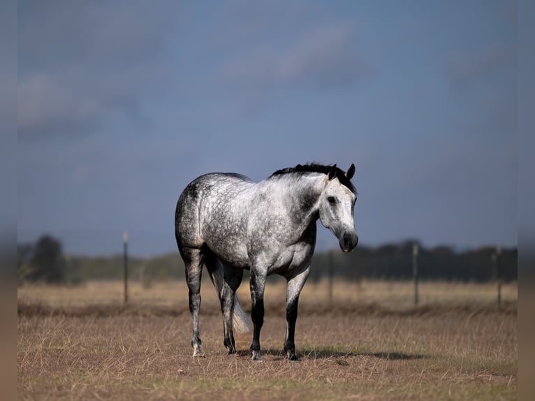 American Quarter Horse Wałach 6 lat 152 cm Siwa in Mount Pleasant