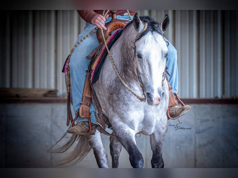 American Quarter Horse Wałach 6 lat 152 cm Siwa in Sedalia