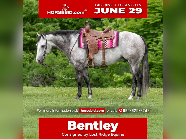 American Quarter Horse Wałach 6 lat 152 cm Siwa in Sedalia