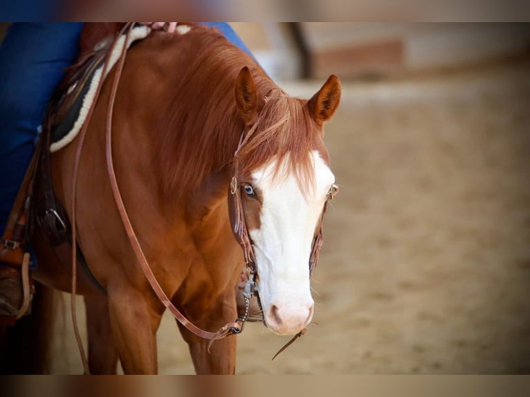 American Quarter Horse Wałach 6 lat 153 cm Gniada in Rosenheim