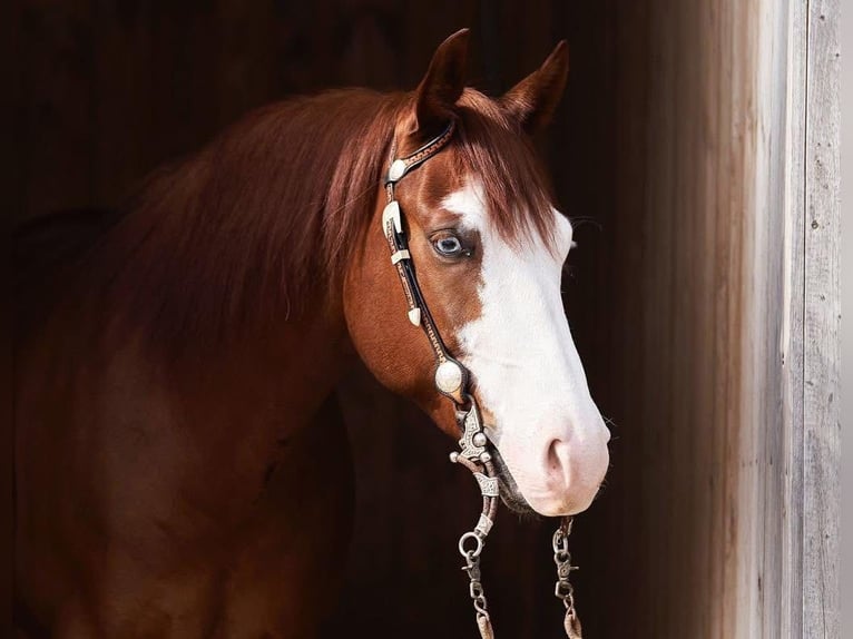 American Quarter Horse Wałach 6 lat 153 cm Gniada in Rosenheim