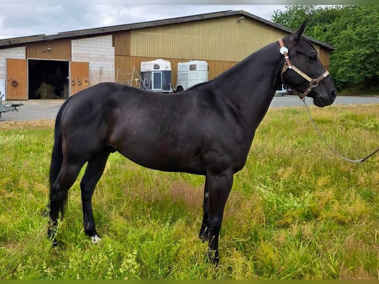 American Quarter Horse Wałach 6 lat 153 cm Kara in Gettengr&#xFC;n