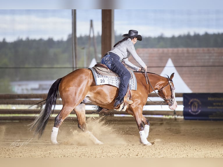American Quarter Horse Wałach 6 lat 155 cm Ciemnogniada in Kumberg
