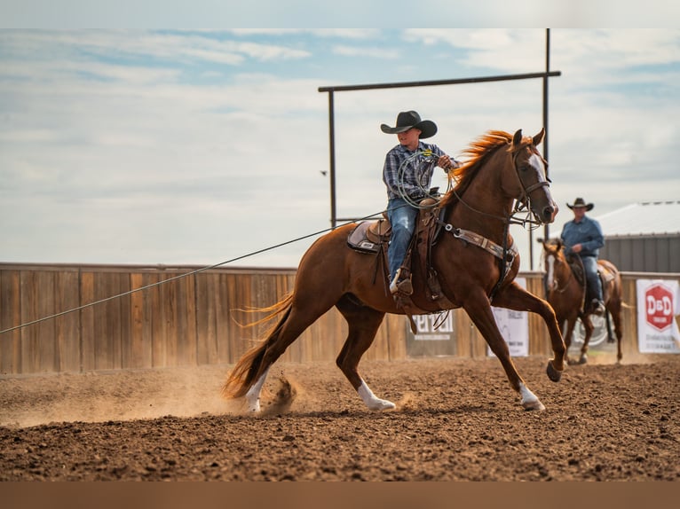 American Quarter Horse Wałach 6 lat 155 cm Cisawa in Canyon American Quarter Horse Wałach 6 lat 155 cm Cisawa in Canyon