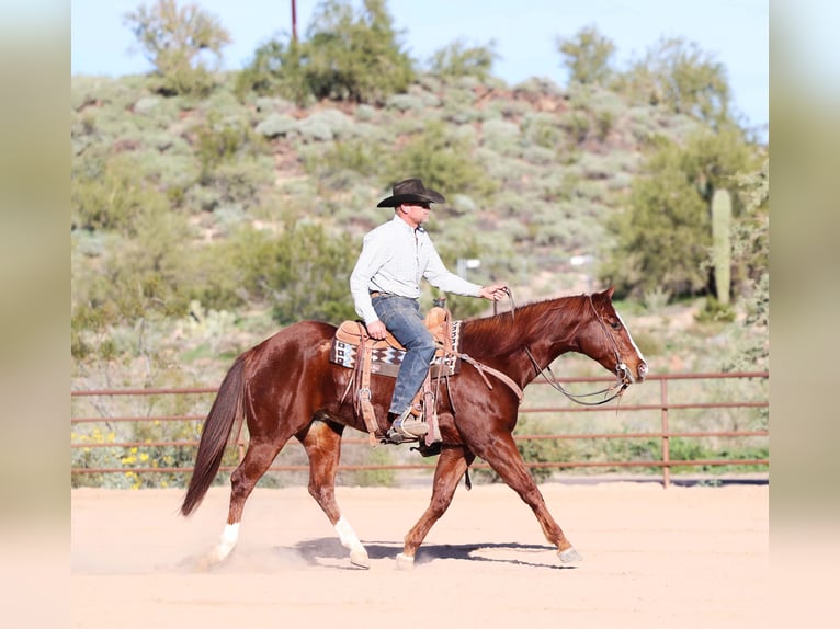 American Quarter Horse Wałach 6 lat 155 cm Cisawa in Cave Creek