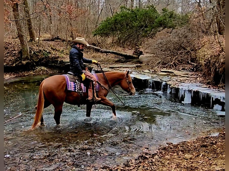 American Quarter Horse Wałach 6 lat 155 cm Cisawa in Robards
