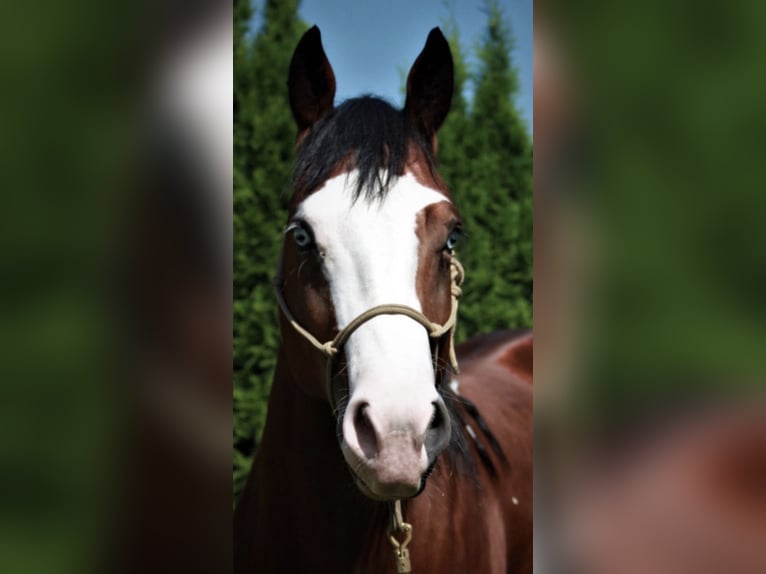 American Quarter Horse Wałach 6 lat 155 cm Gniada in Herrsching am Ammersee