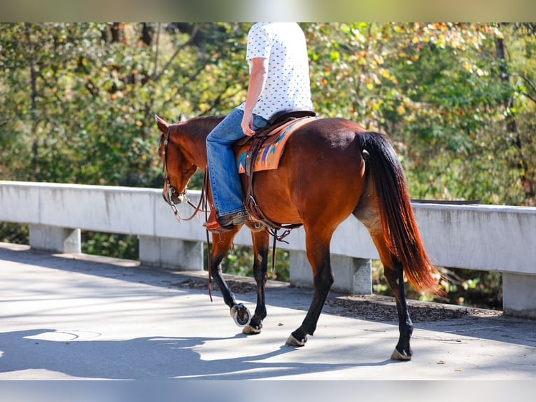American Quarter Horse Wałach 6 lat 155 cm Gniada in Santa Fe