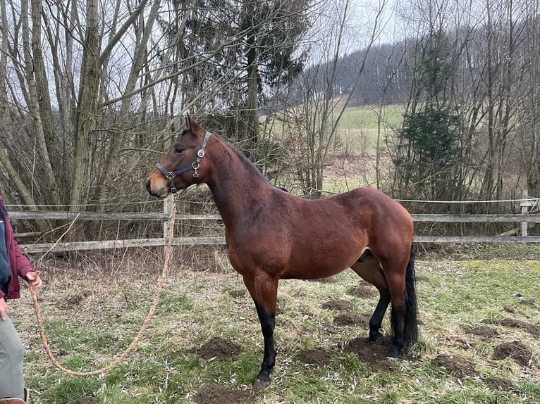 American Quarter Horse Wałach 6 lat 155 cm Gniada in Wilhelmsburg