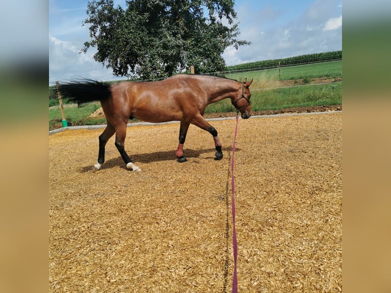 American Quarter Horse Wałach 6 lat 155 cm Gniadodereszowata in Giengen an der Brenz