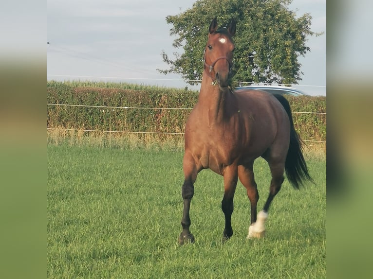 American Quarter Horse Wałach 6 lat 155 cm Gniadodereszowata in Giengen an der Brenz