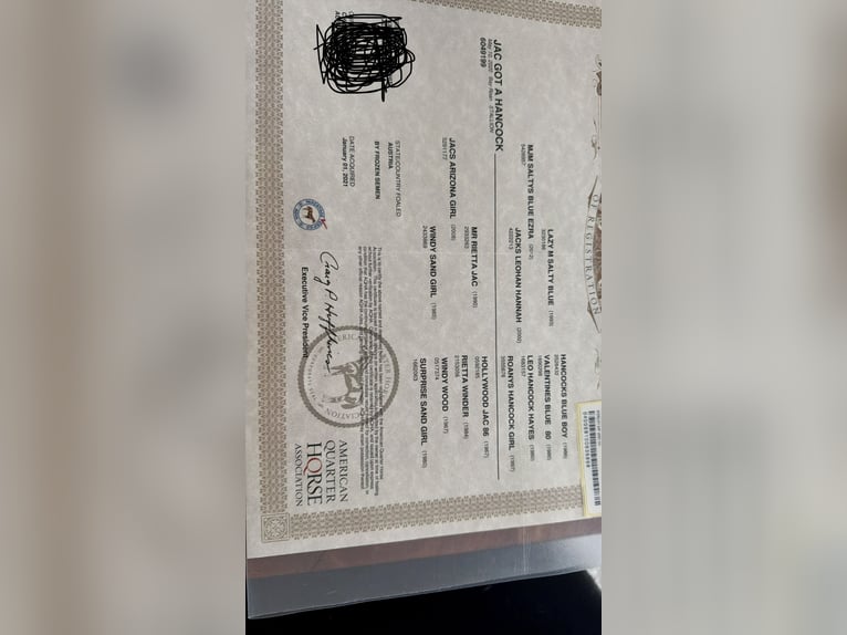 American Quarter Horse Wałach 6 lat 155 cm Gniadodereszowata in Giengen an der Brenz