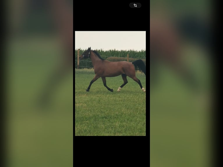 American Quarter Horse Wałach 6 lat 155 cm Gniadodereszowata in Giengen an der Brenz