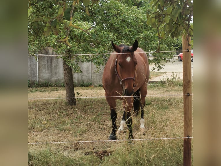 American Quarter Horse Wałach 6 lat 155 cm Gniadodereszowata in Giengen an der Brenz